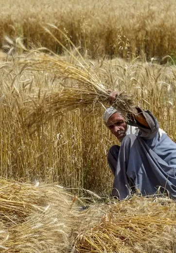 Pakistan May Face Wheat Crisis in 2026 Amid Falling Production and Growing Challenges